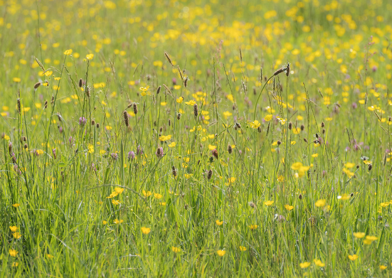 23rd May Buttercups  Red Clover - MAY