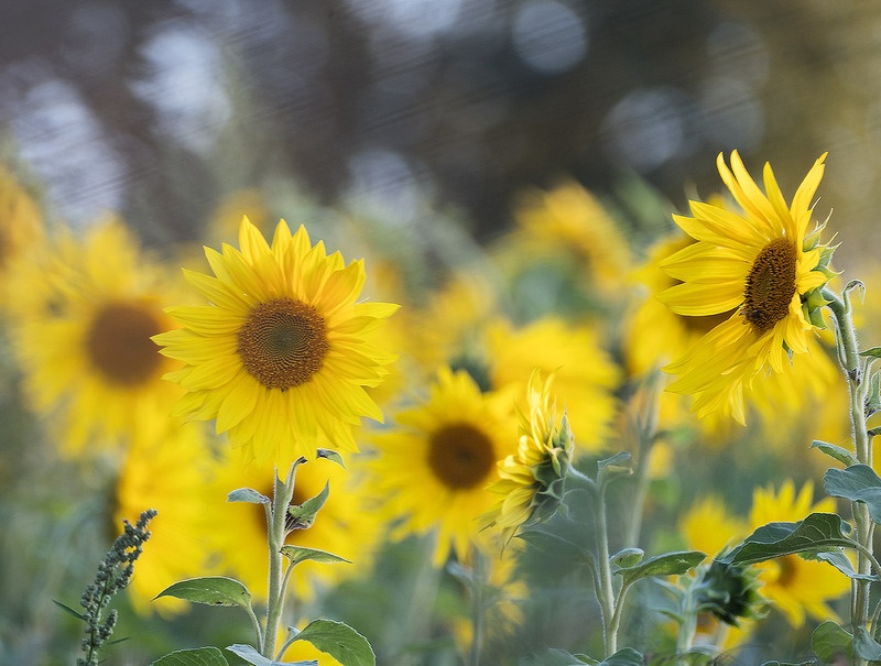 29th August Sunflowers - AUGUST