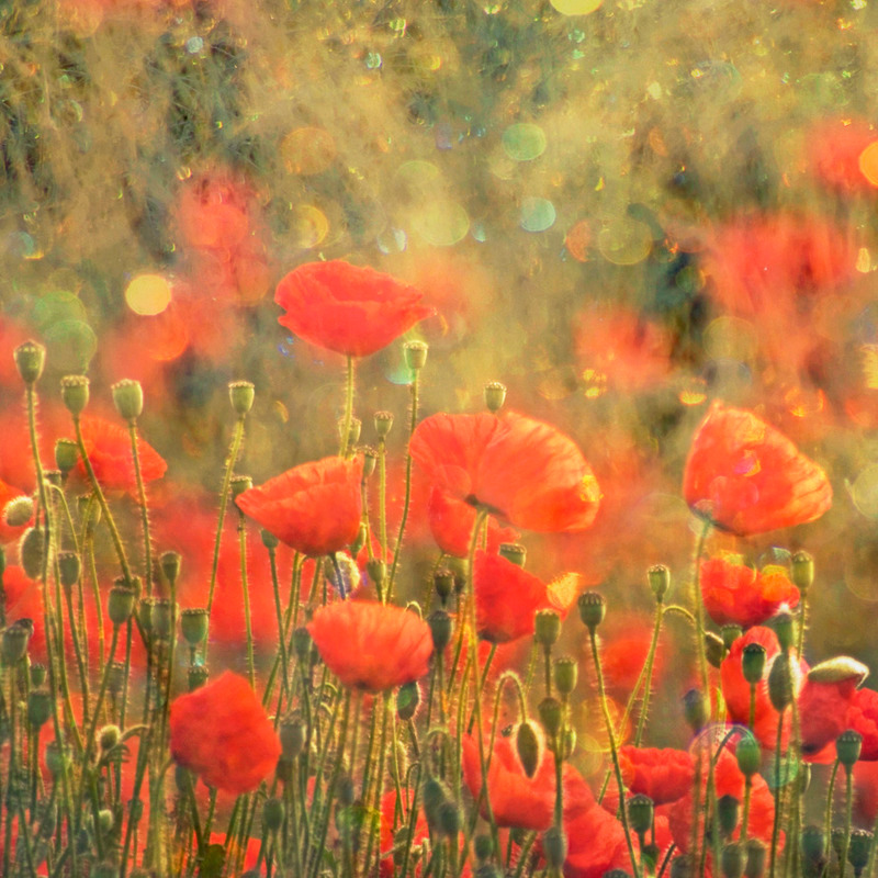 Summer Magic - FLOWERS