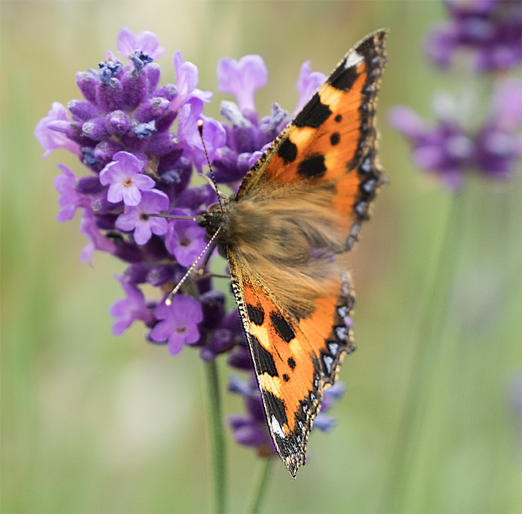 Small Tortoiseshell on Lavender - NATURE