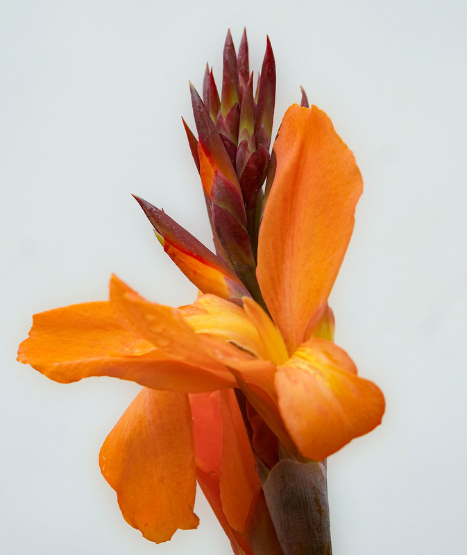27th June Canna Lily - JUNE
