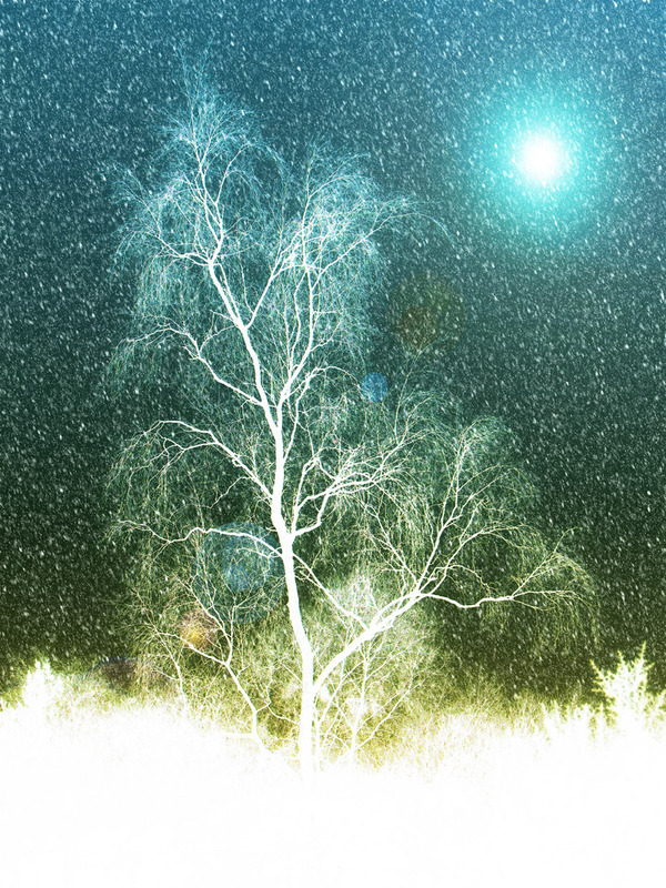 Birch Moon - TREES & WOODLAND