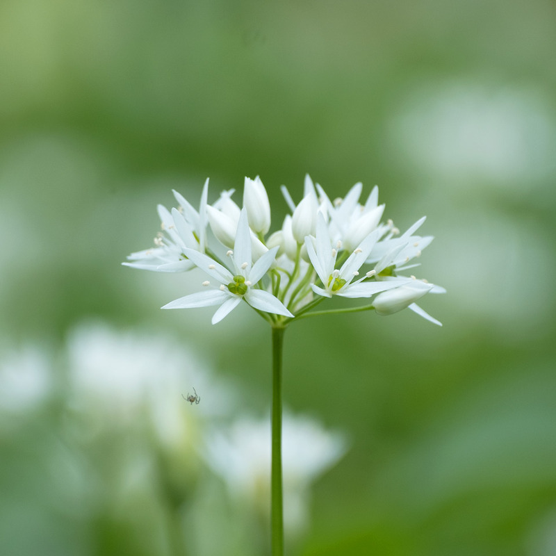14th April Wild Garlic  Spider - APRIL