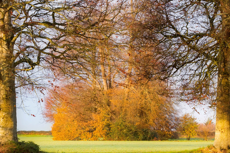 5th Dec Golden Grove - DECEMBER