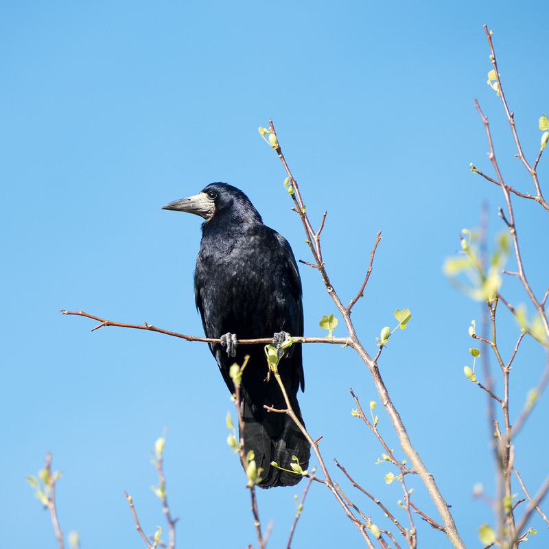 17th April Rook - APRIL