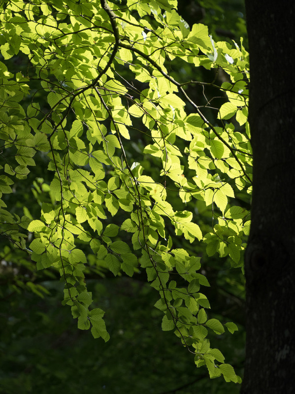 28th July Sunlight on Beech Leaves - JULY