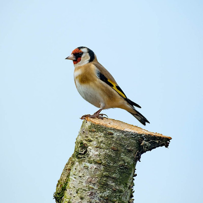 18th February Goldfinch - FEBRUARY