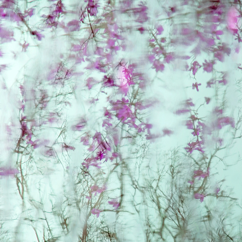 Magnolia Reflections - IMPRESSIONS