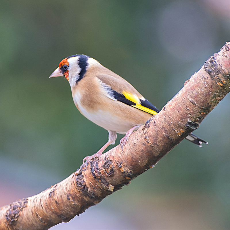 21st February Goldfinch - FEBRUARY