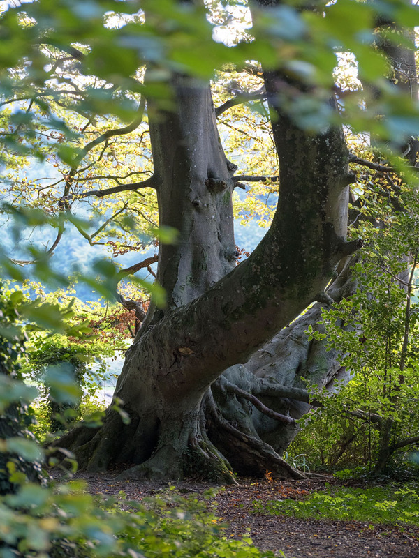 24th September Beech Tree - SEPTEMBER