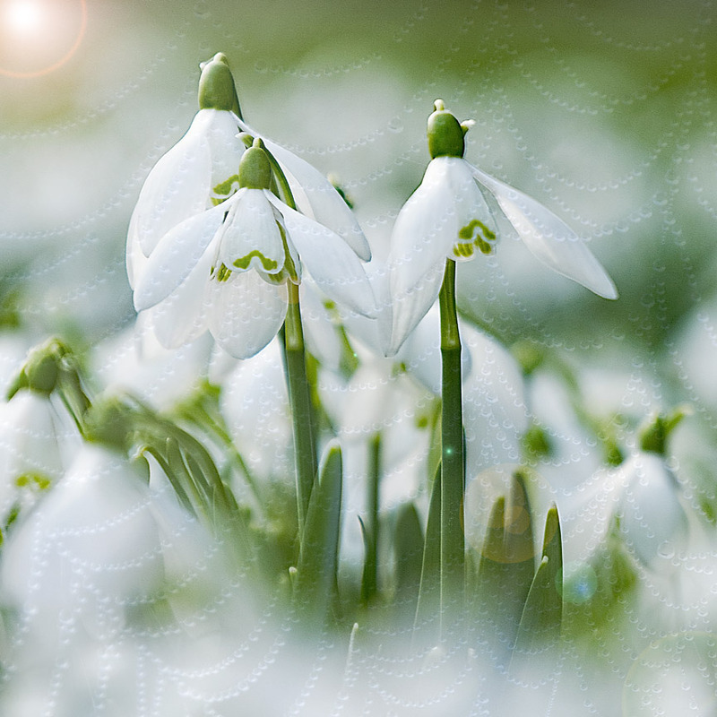 Snowdrop Light - FLOWERS