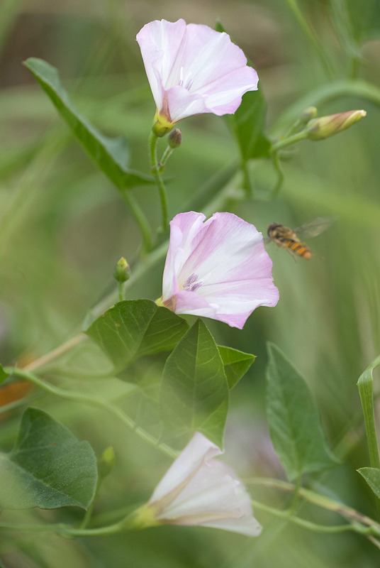 1st July Field Bindweed - JULY