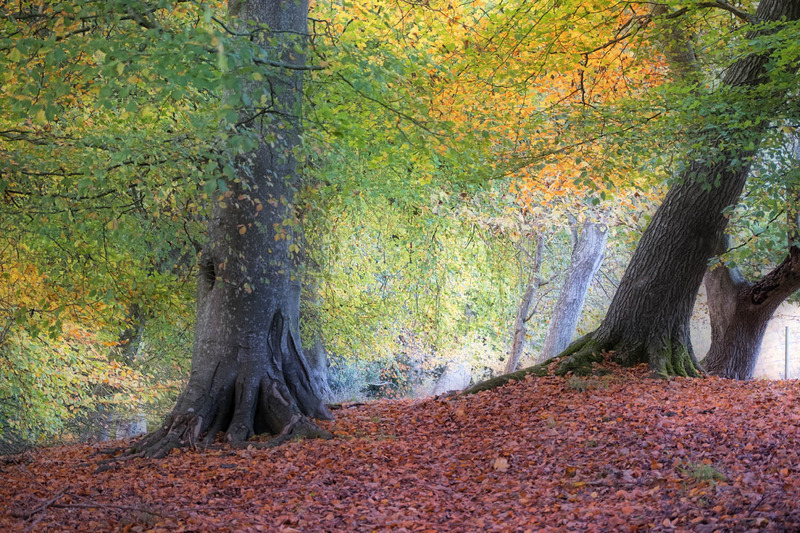 5th Nov Autumn Beeches - NOVEMBER
