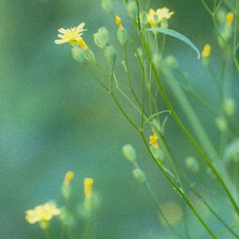 8th July Nipplewort - JULY