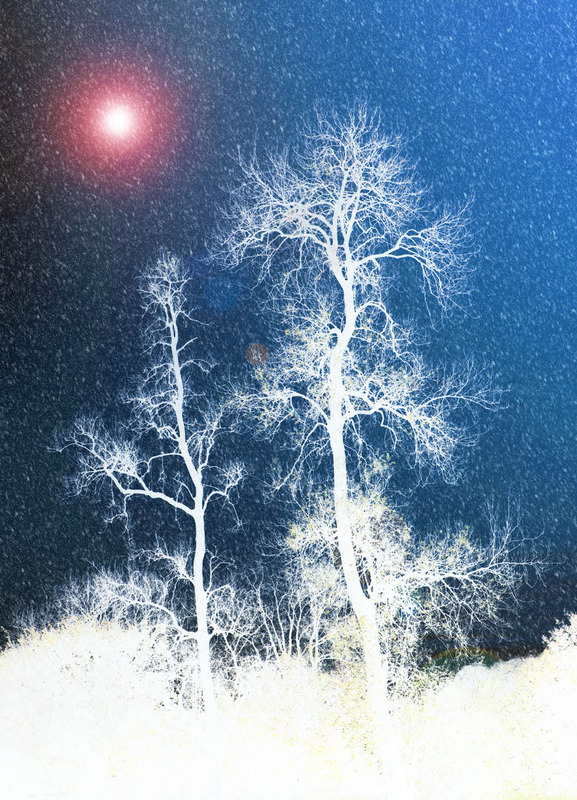 Ash Dance - TREES & WOODLAND