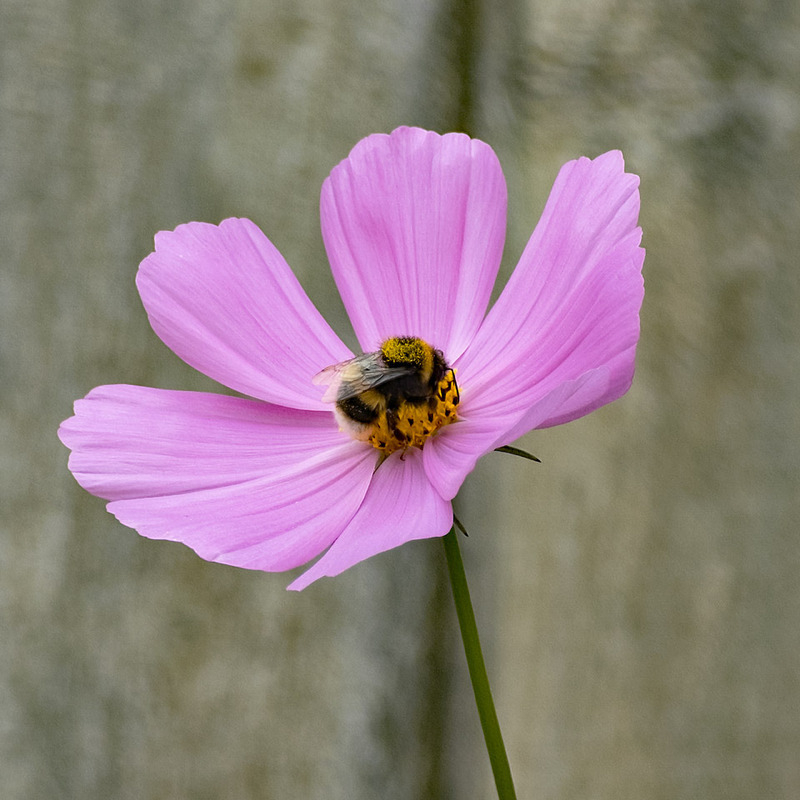 16th August Bumble on Cosmos Flower - AUGUST