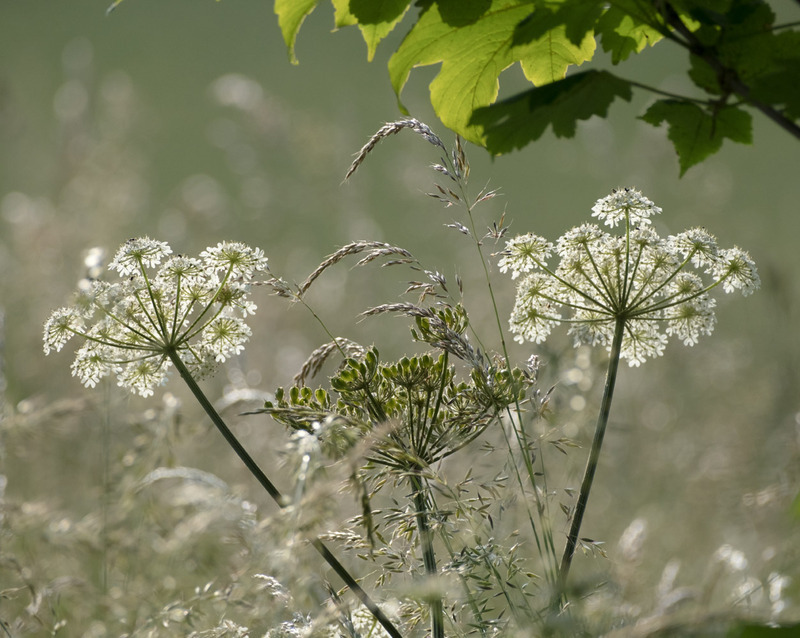 15th June Hogweed  Grasses - JUNE