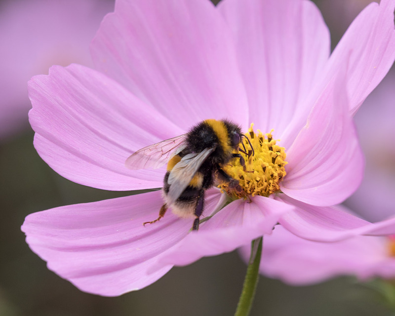 19th August Bumble on Cosmos - AUGUST
