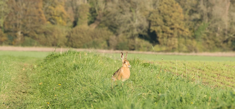 25th October Brown Hare - OCTOBER