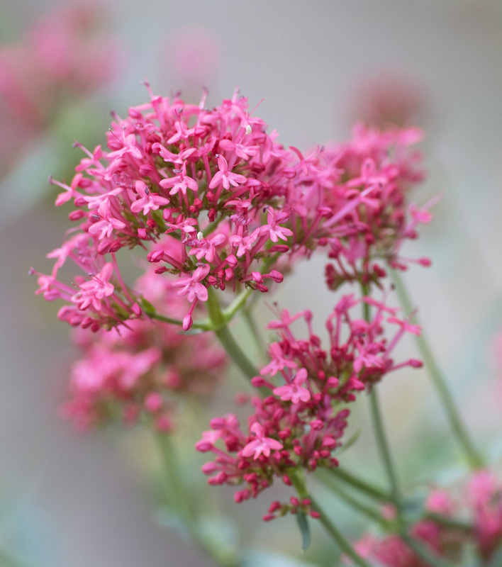 30th July Valerian - JULY