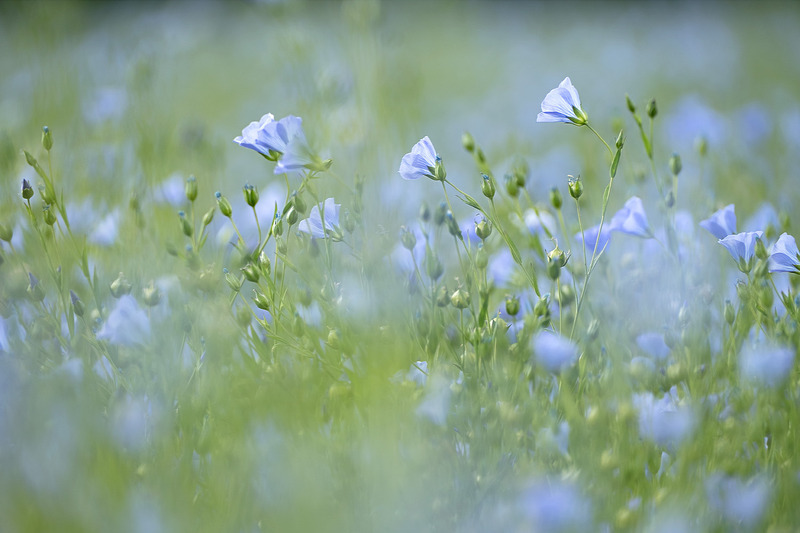 19th May Flax Flowers - MAY