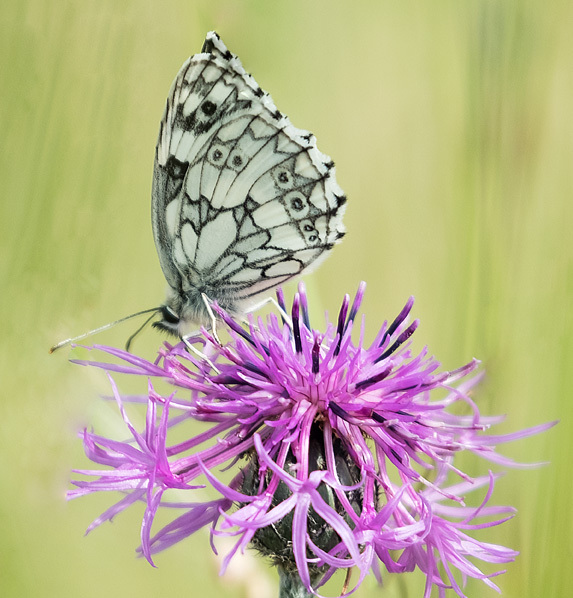 Marbled White on Knapweed - NATURE