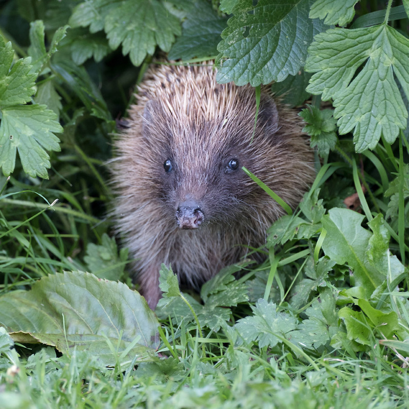 23rd June Hedgepig - JUNE