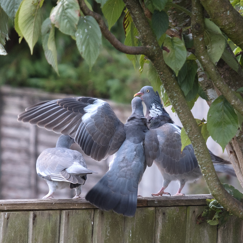 26th August Feeding Time - AUGUST