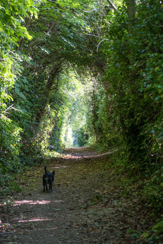 2nd June The Sunlit Path - JUNE