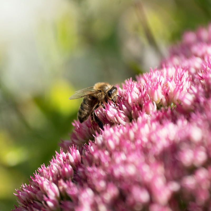 23rd Sept Bee on Sedum Flowers - SEPTEMBER