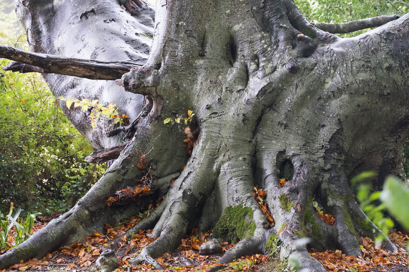 3rd Oct Beech Beauty - OCTOBER