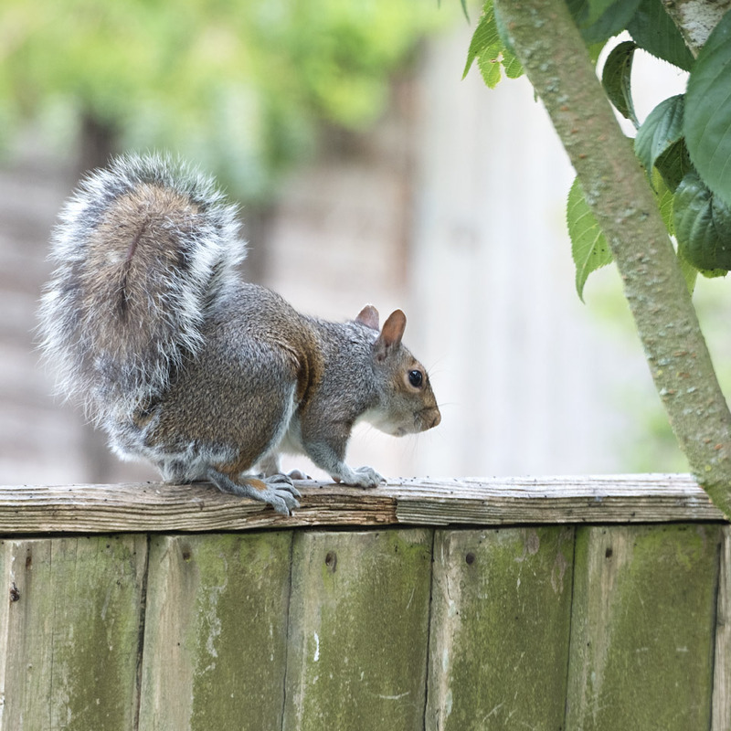 26th May Grey Squirrel - MAY