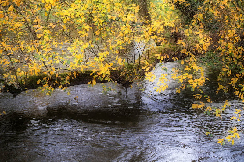 11th Dec Golden Alder - DECEMBER