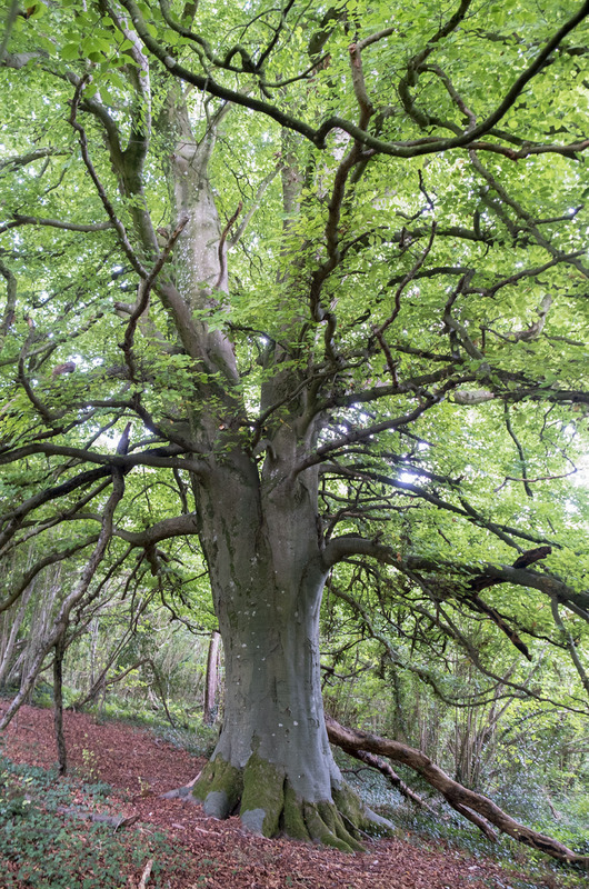 18th August Beech - AUGUST