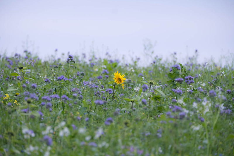 13th Oct Remnants of Summer - OCTOBER