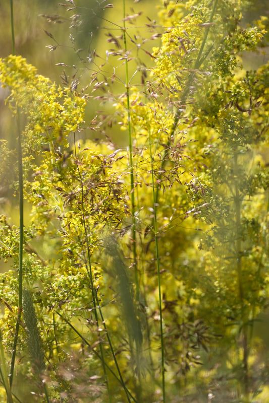 9th July Ladys Bedstraw - JULY
