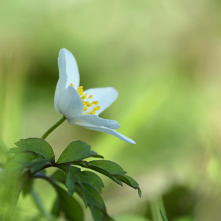 30th March Wood Anemone - MARCH