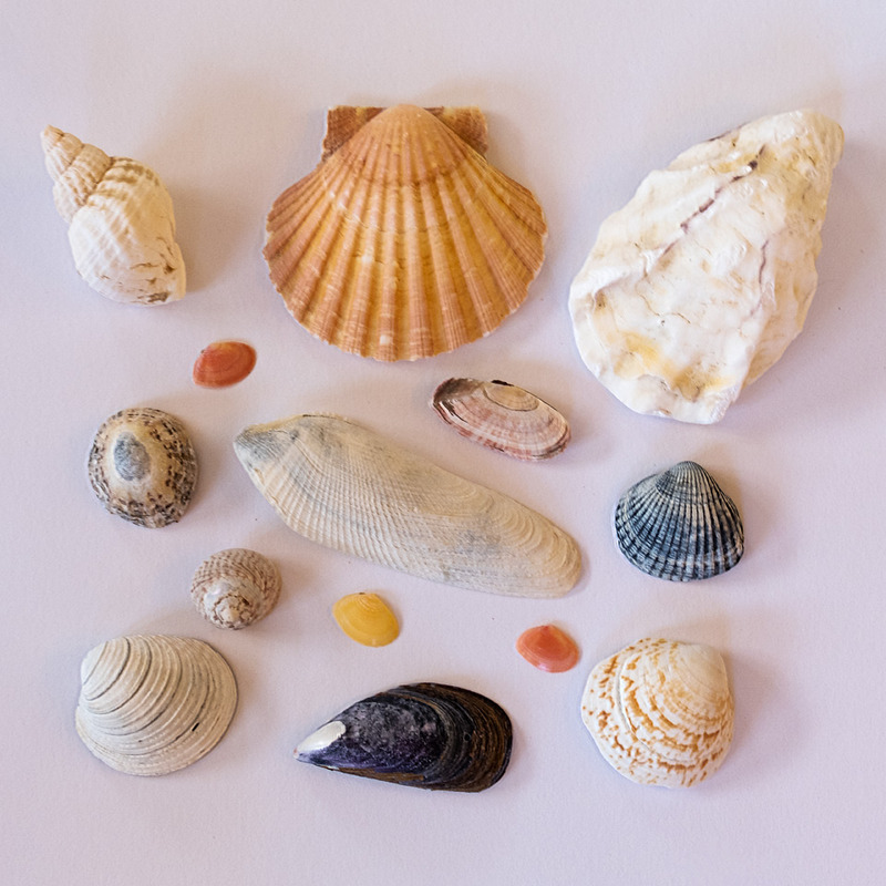 17th May Shells - MAY