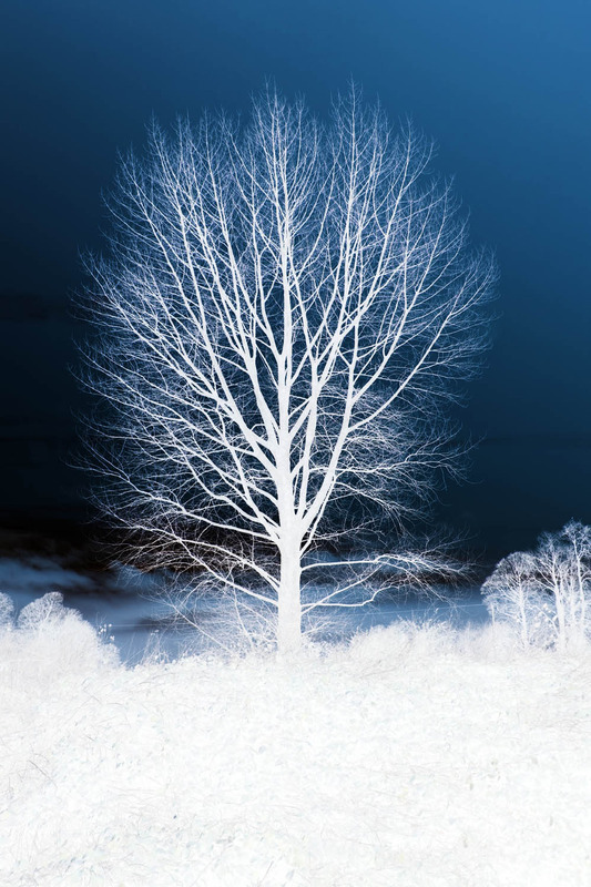 11th January Black Poplar - JANUARY