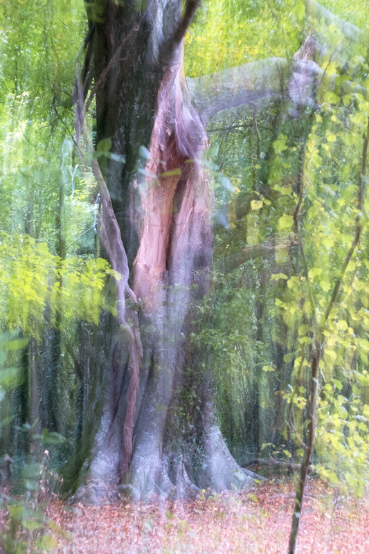 27th October Beech - OCTOBER