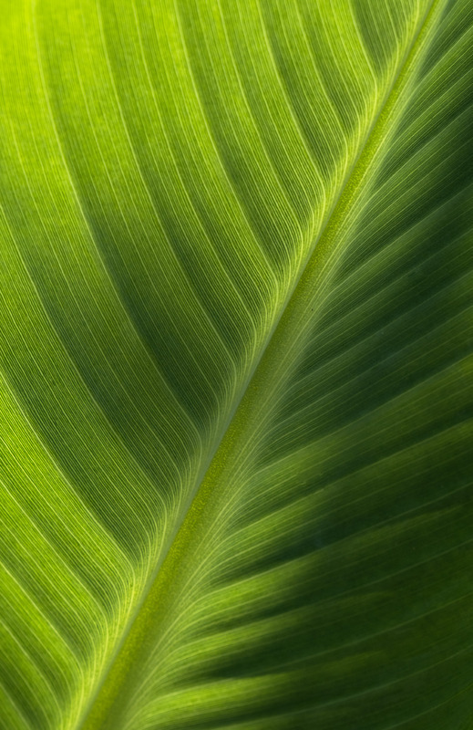 16th May Shades of Green - MAY