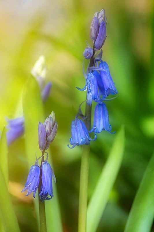 20th March First Bluebell - MARCH