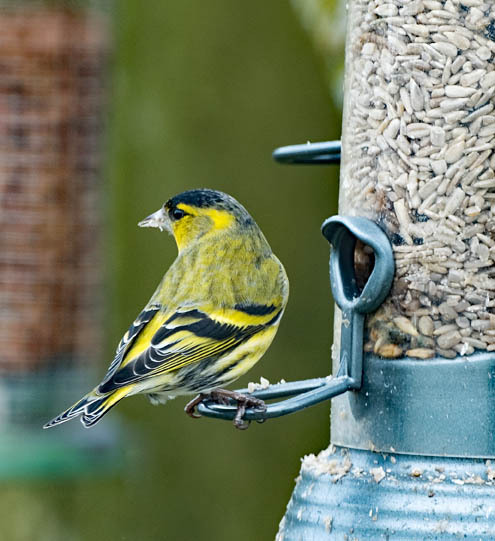 16th February Male Siskin - FEBRUARY