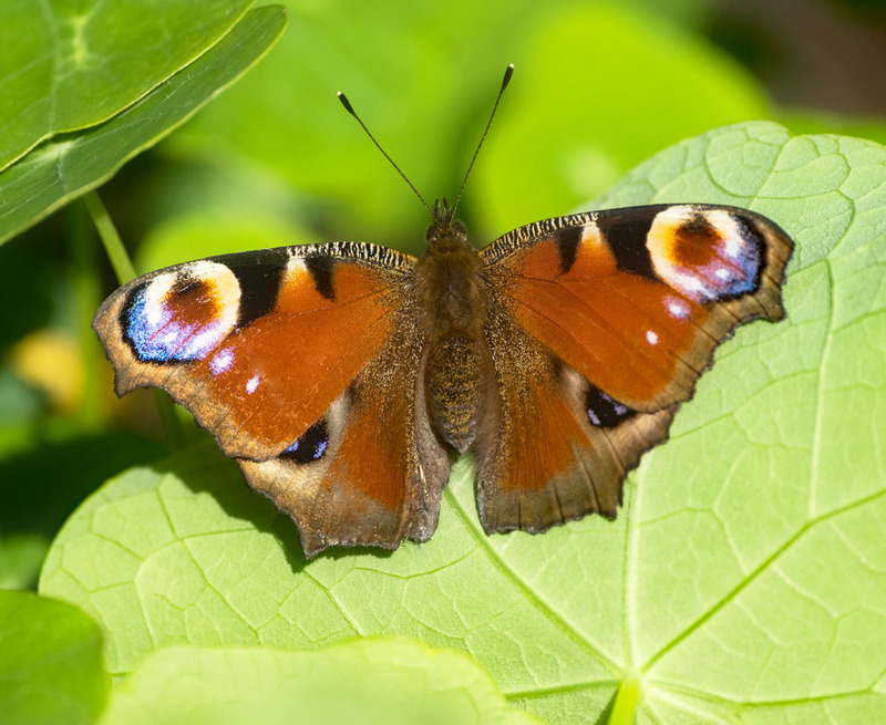 19th Sept Peacock Butterfly - SEPTEMBER