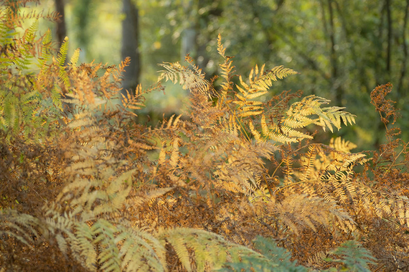 21st October Autumn Gold - OCTOBER