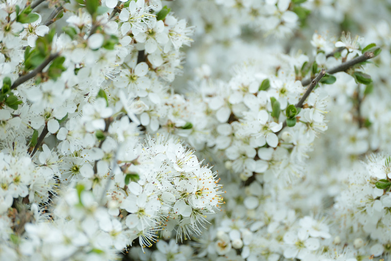 12th April Blackthorn Blossom - APRIL