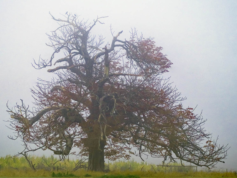 2nd Oct Oak in the Mist - OCTOBER