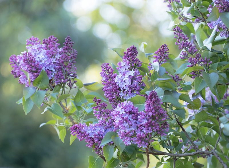 16th April Lilac Flowers - APRIL