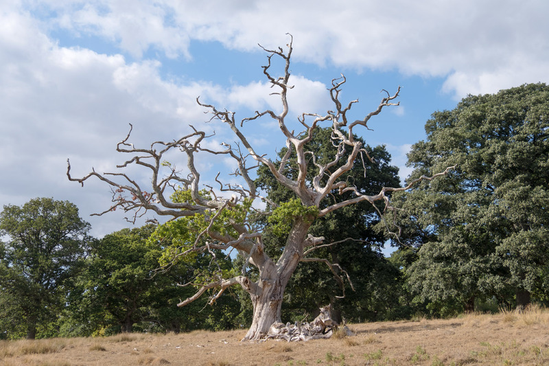 22nd August Stag Headed Oak - AUGUST