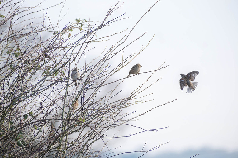9th February Taking Flight - FEBRUARY